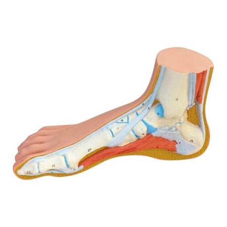 Fabrication Enterprises 3B Anatomical Model - Normal Foot 1060270
